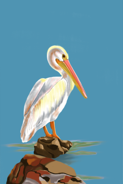 Pelícano Print